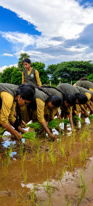 SRSIAT students transplanting paddy in the field