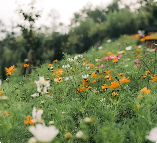 Horticulture flower field